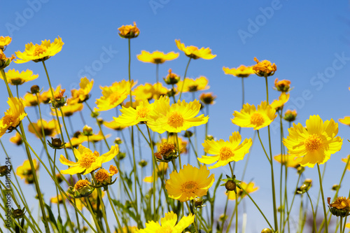Yellow daisy meadow against a blue sky in Namakwaland
