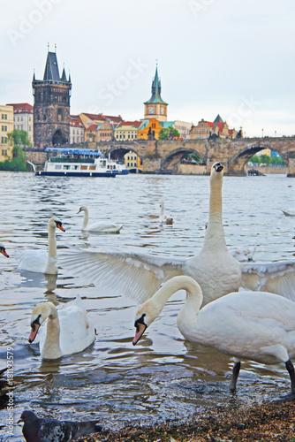 swans at the river in prague