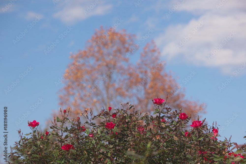 Fototapeta premium 薔薇と紅葉でできた富士山