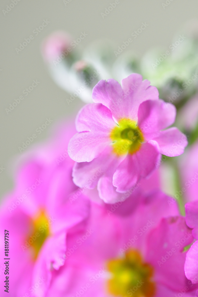 fairy primrose fairy primrose