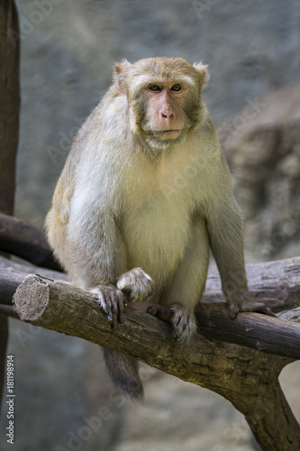 Image of monkey sitting on a tree branch. Wildlife Animals. © yod67