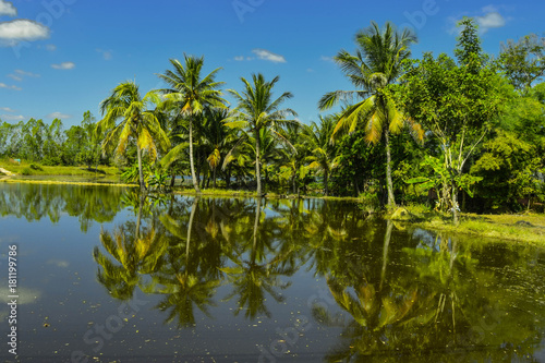 Coconut and island scenery 