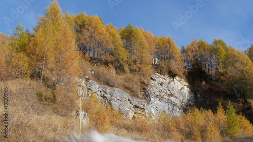 Alberi in autunno larici in montagna valle Spluga