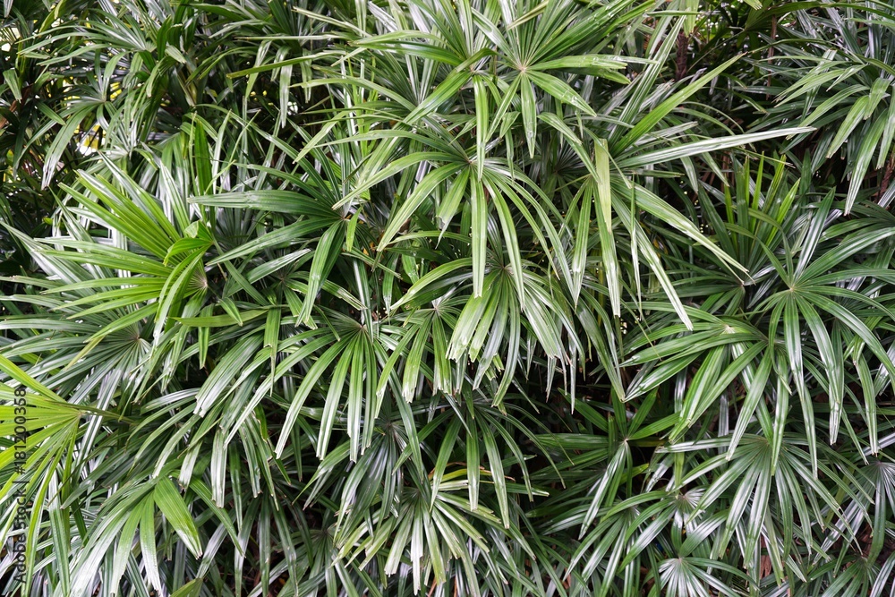 Fototapeta premium fresh green Rhapis excelsa plant in nature garden