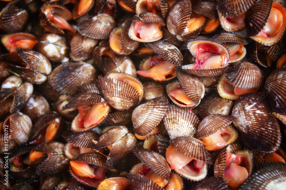 raw fresh cockle raw fresh cockle
