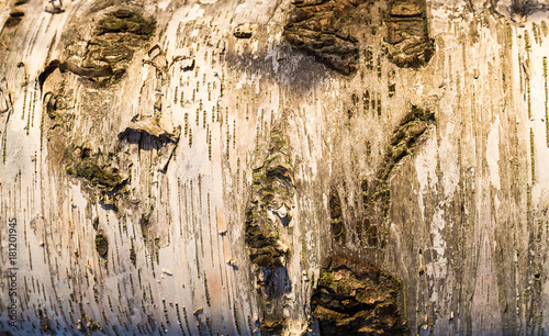 Wooden bark texture for background. Birch tree bark. photo