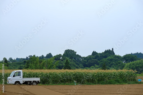 Obraz na płótnie 農業 軽トラックとスィートコーン畑 w salonie