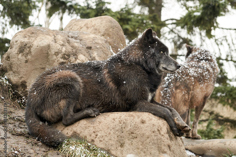 Naklejka premium 雪をまとったシンリンオオカミ