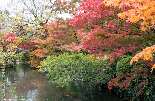 colorful leaves in autumn