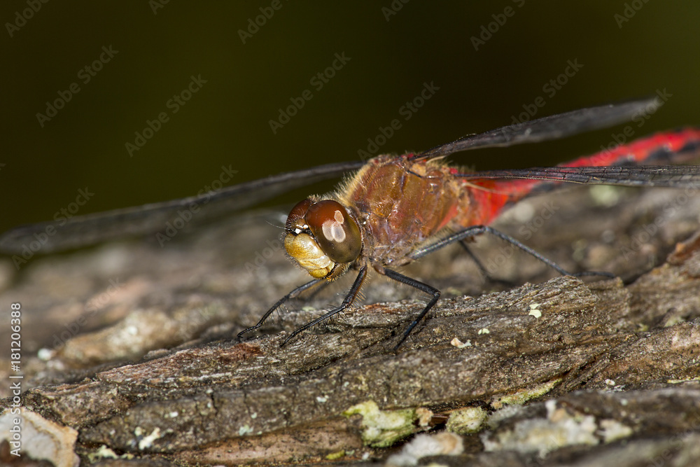 Meadowhawk dragonfly with a red abdomen in Sunapee, New Hampshire. Meadowhawk dragonfly with a red abdomen in Sunapee, New Hampshire.