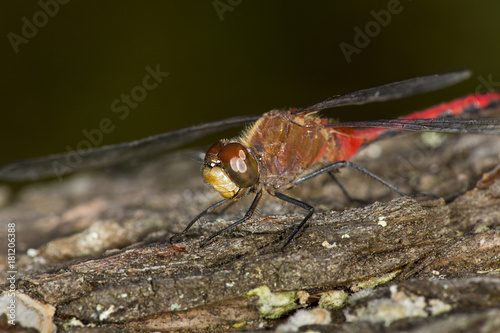 Meadowhawk dragonfly with a red abdomen in Sunapee, New Hampshire.