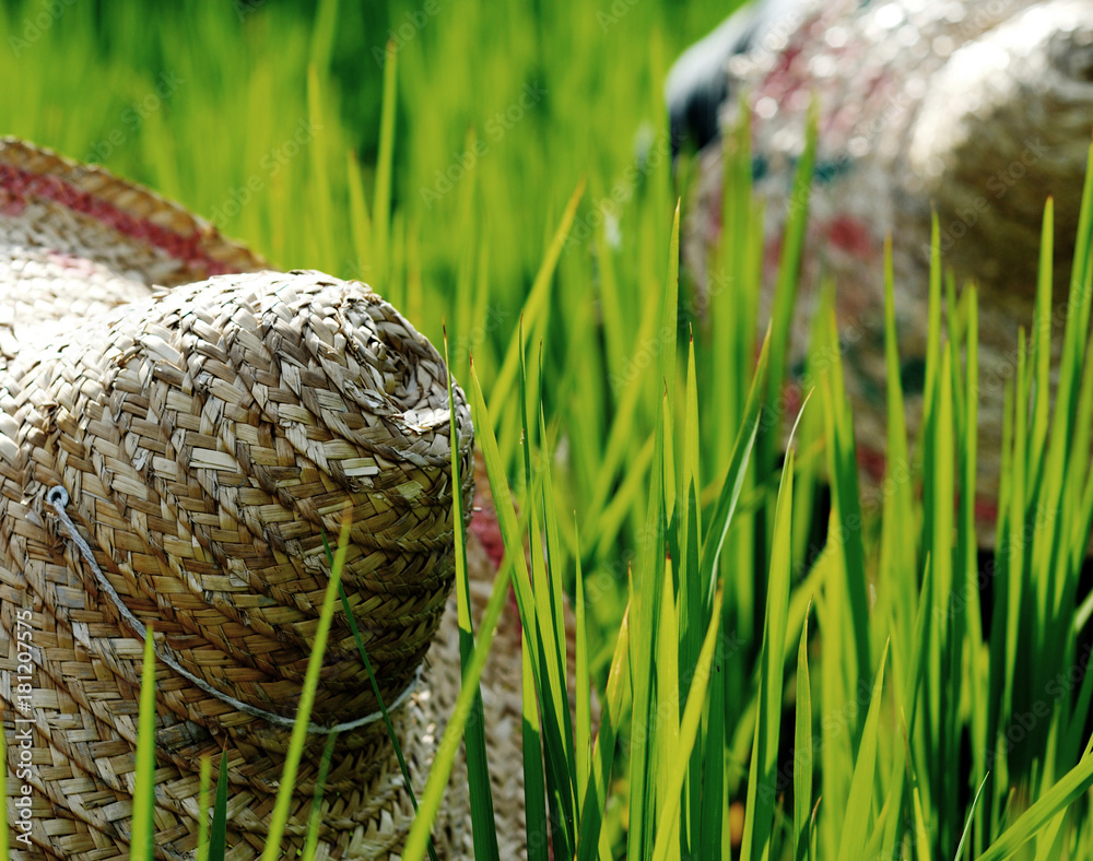 Fototapeta premium Rice farmers in Malaysia.