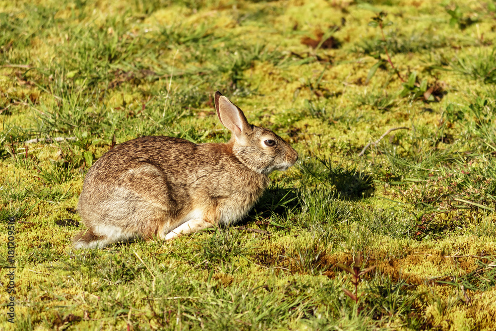 Fototapeta premium Big bunny 