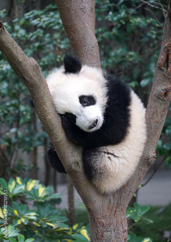 Fototapeta Naklejka Na Ścianę i Meble -  Cute baby panda sleeping on the tree exterior
