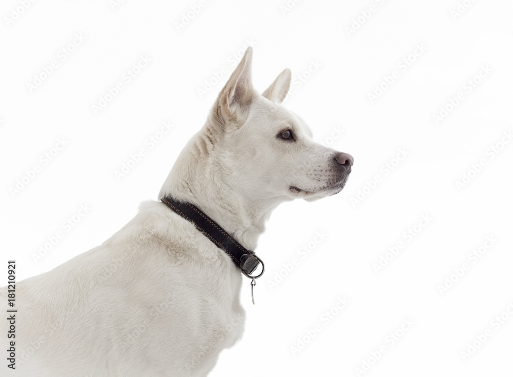 White dog on white background close-up.