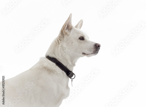 White dog on white background close-up.