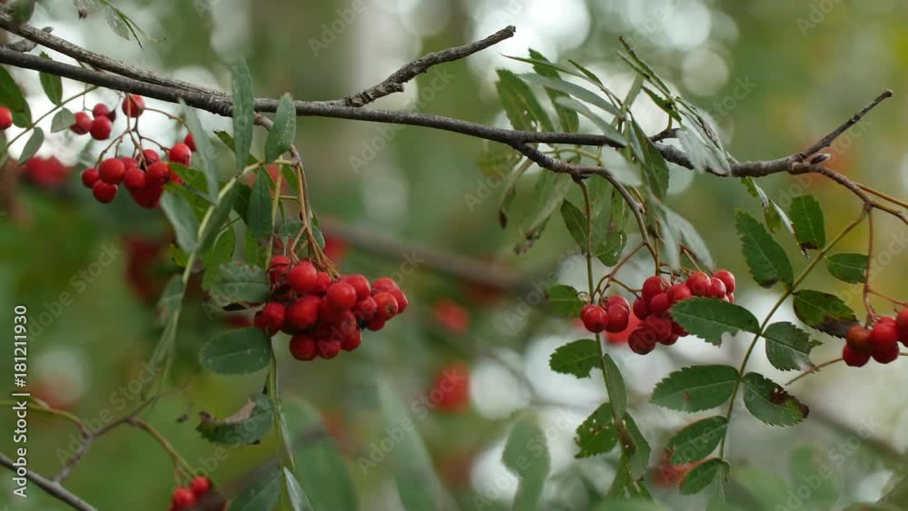 Red christmas berries on tree in autumn - rack focus Red christmas berries on tree in autumn - rack focus