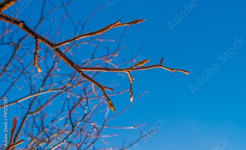 Bare tree after rain in a blue sky in sunlight at fall  
