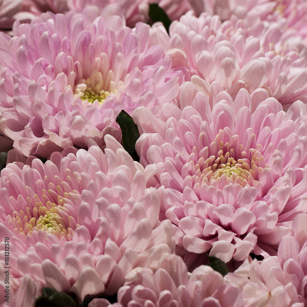 beautiful pink aster flowers with yellow center, macro
