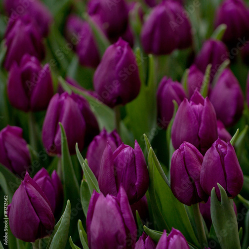 beautiful purple closed tulips in a field or on a lawn