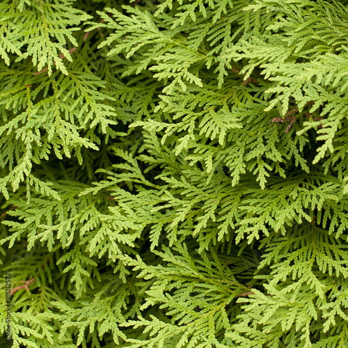 green fluffy branches of evergreen tuja