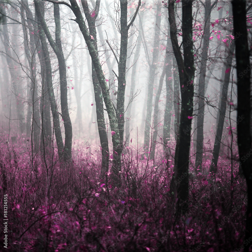 Fototapeta Dziki las w porannej gęstej mgle - magiczny i zagadkowy  z różowymi liśćmi