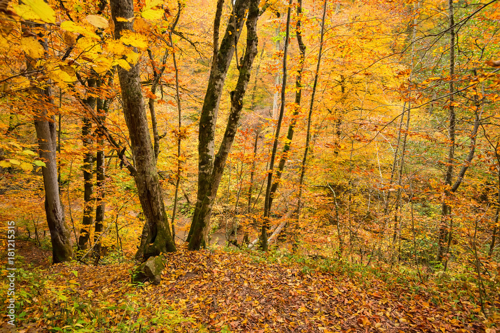 Scenic landscape of forest in fall