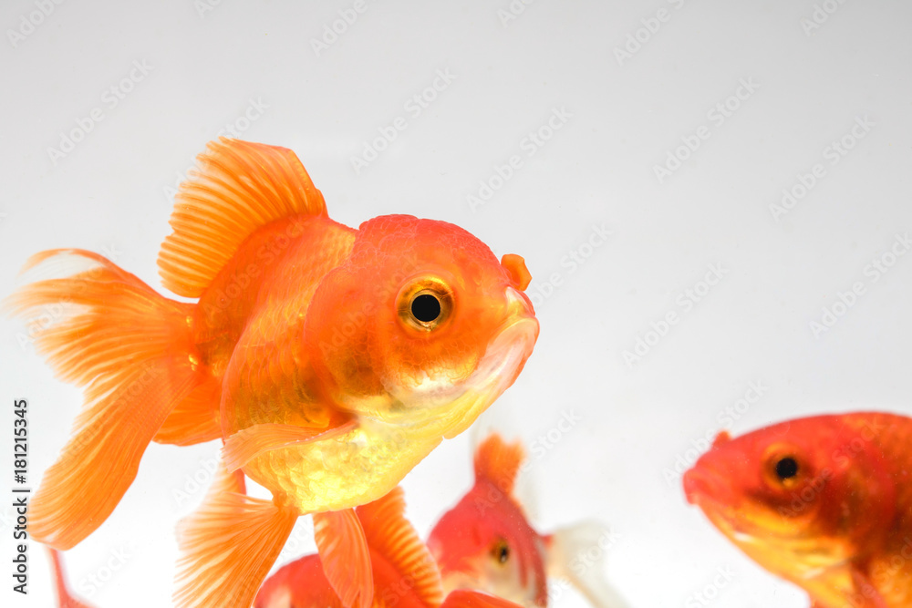 Group Goldfish isolate on a white background
