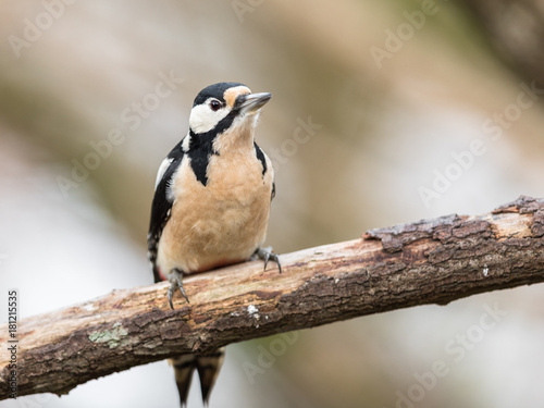 The great spotted woodpecker, Dendrocopos major, female bird sitting on a tree