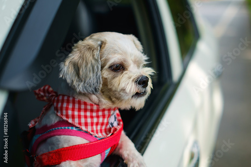 White short hair Shih tzu d...