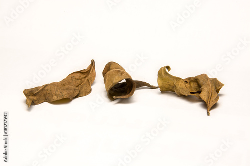 dry leafs isolated on white background © kasira698