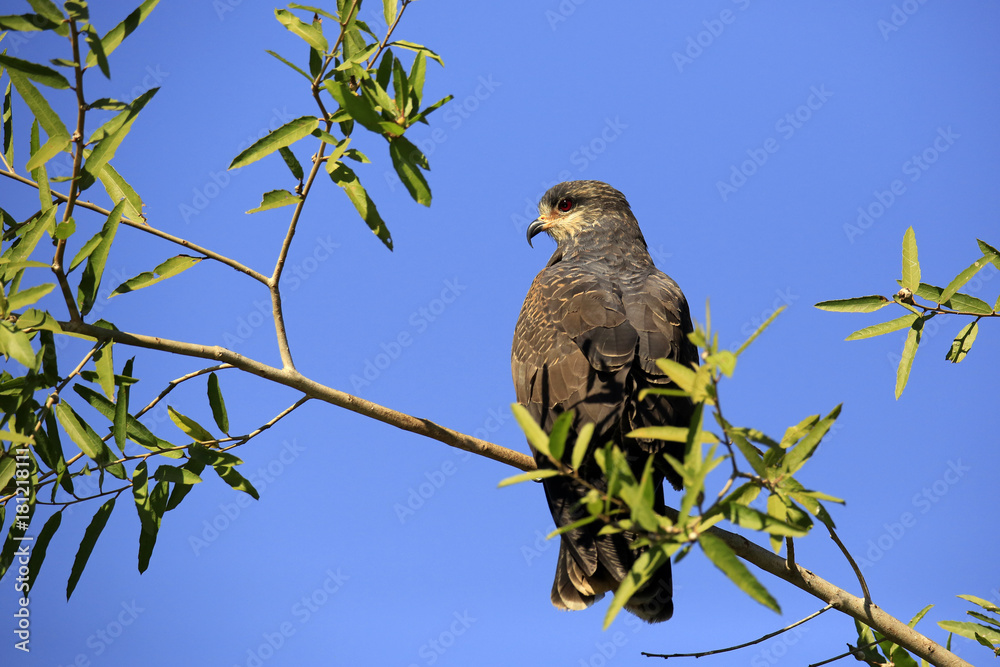 Fotografie Snail Kite in Profile, on a Branch. Rio Claro, Pantanal, Brazil