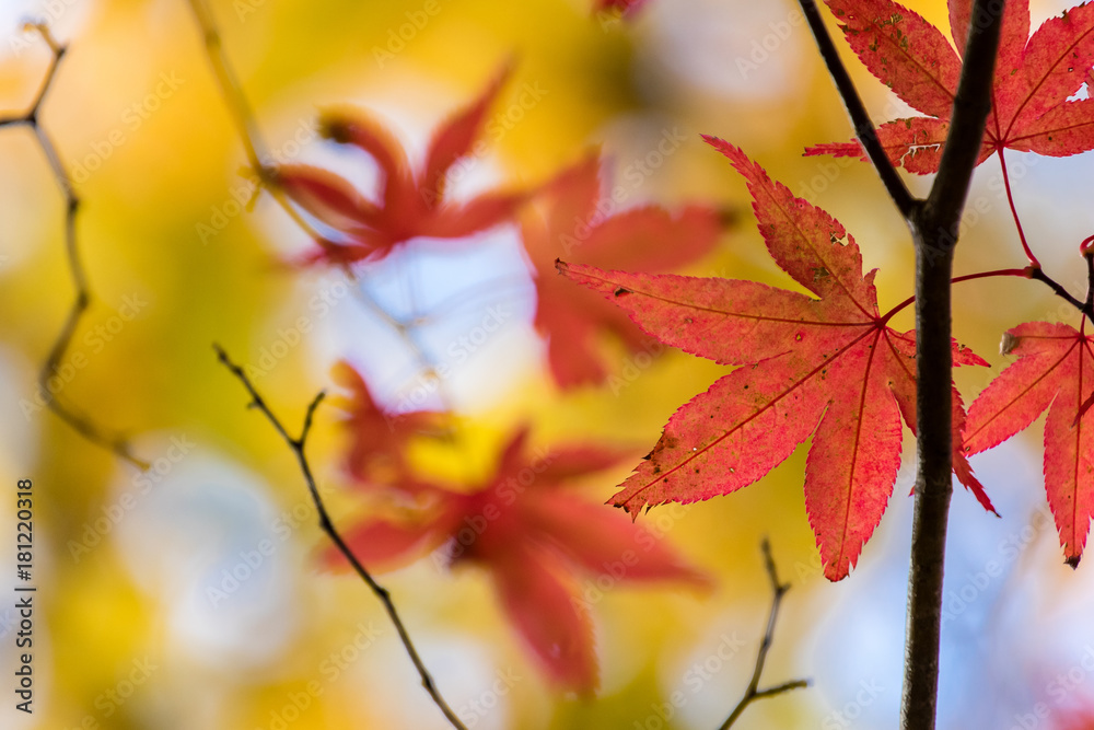 Fototapeta premium 紅葉の風景