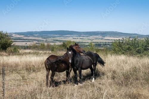 Landscape with two mountain horses grazing on meadow in summertime