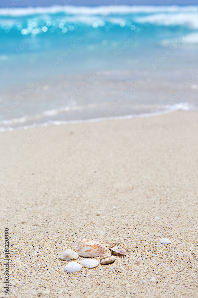 Shellfish shell on the beach. Turquoise water in the background. Focus point on the shells. Shellfish shell on the beach. Turquoise water in the background. Focus point on the shells.
