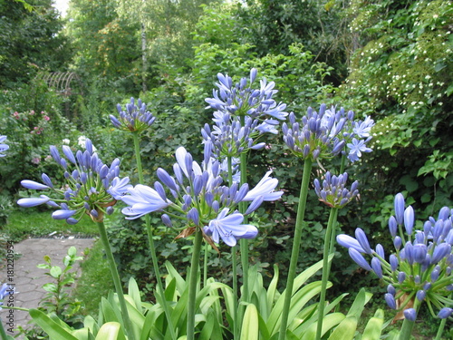 Apaganthus - Schmucklilie Blüten photo