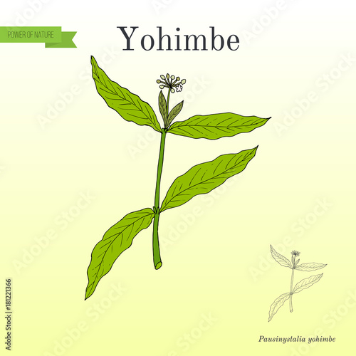 Yohimbe Pausinystalia johimbe , medicinal plant