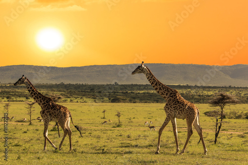 Groupe of giraffes walking in african savannah at sunset photo