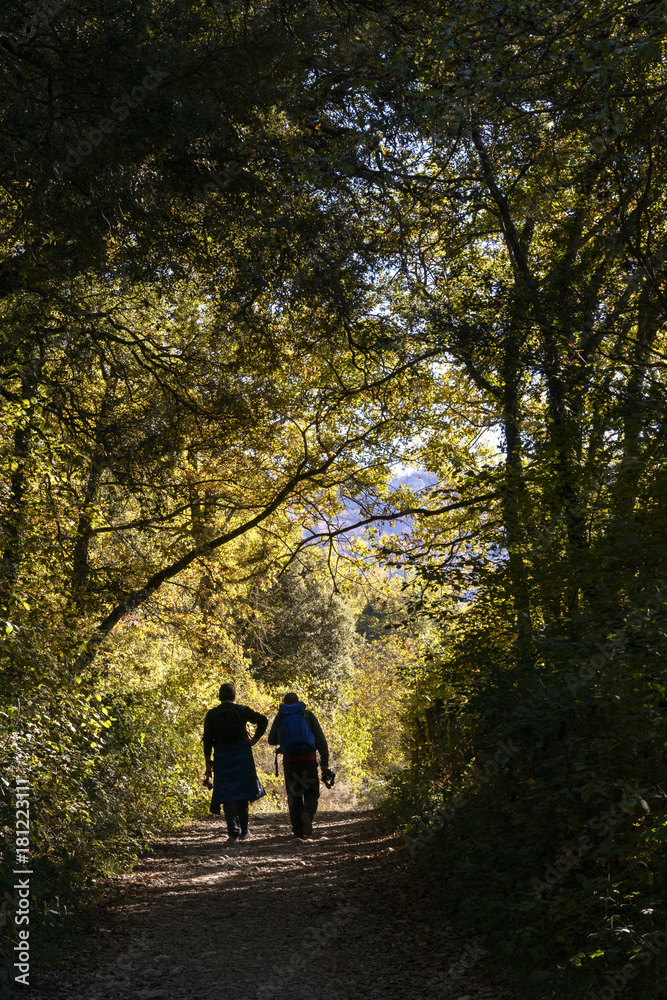 Personas andando por un camino en el bosque Personas andando por un camino en el bosque