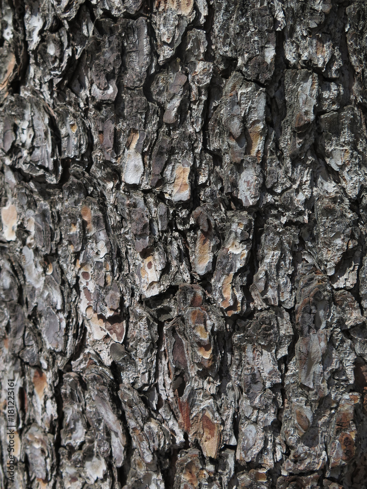 Scaly rough bark on tree Scaly rough bark on tree