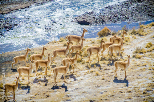 Bolivia, vicuna photo