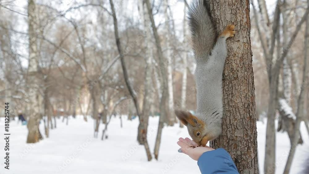 Squirrel eating nuts 2 Squirrel eating nuts in the Park from the hands of man Squirrel eating nuts 2 Squirrel eating nuts in the Park from the hands of man
