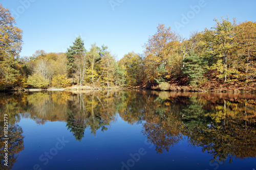 Fototapeta Naklejka Na Ścianę i Meble -  étang rompu pond in Rambouillet forest