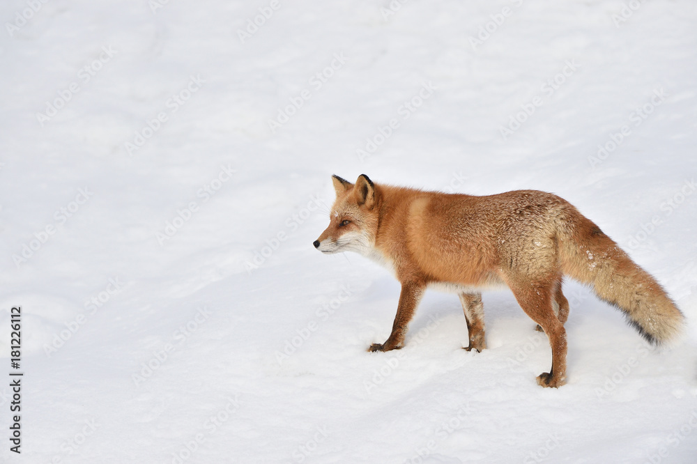 Fototapeta premium 雪の中のキタキツネ