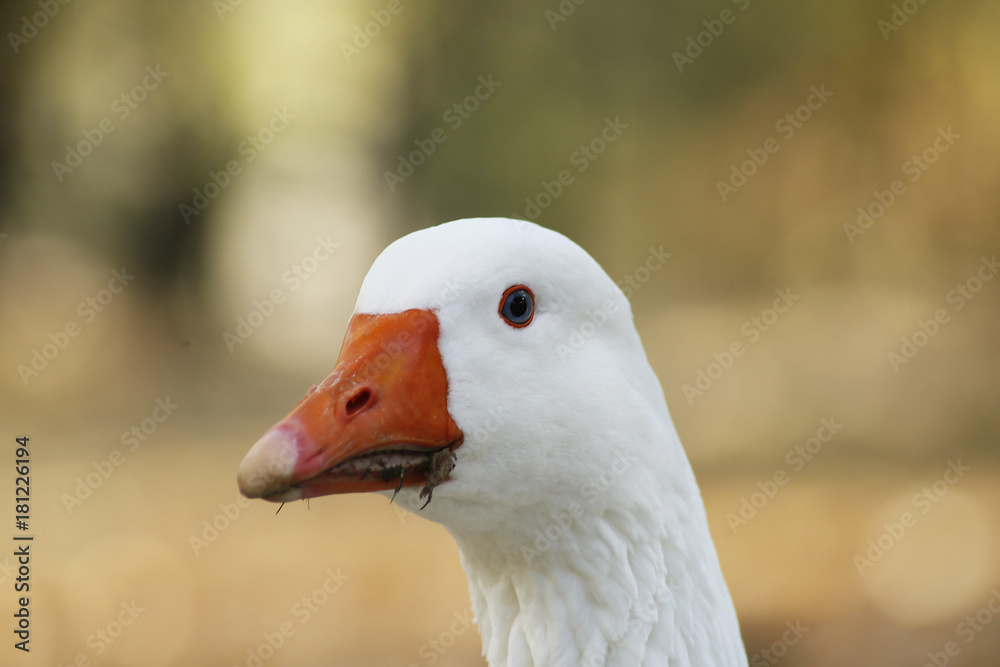 Ganso Ganso