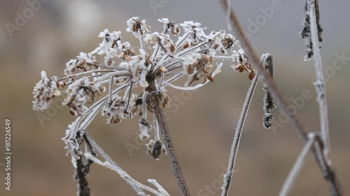 Brina in inverno nel bosco photo
