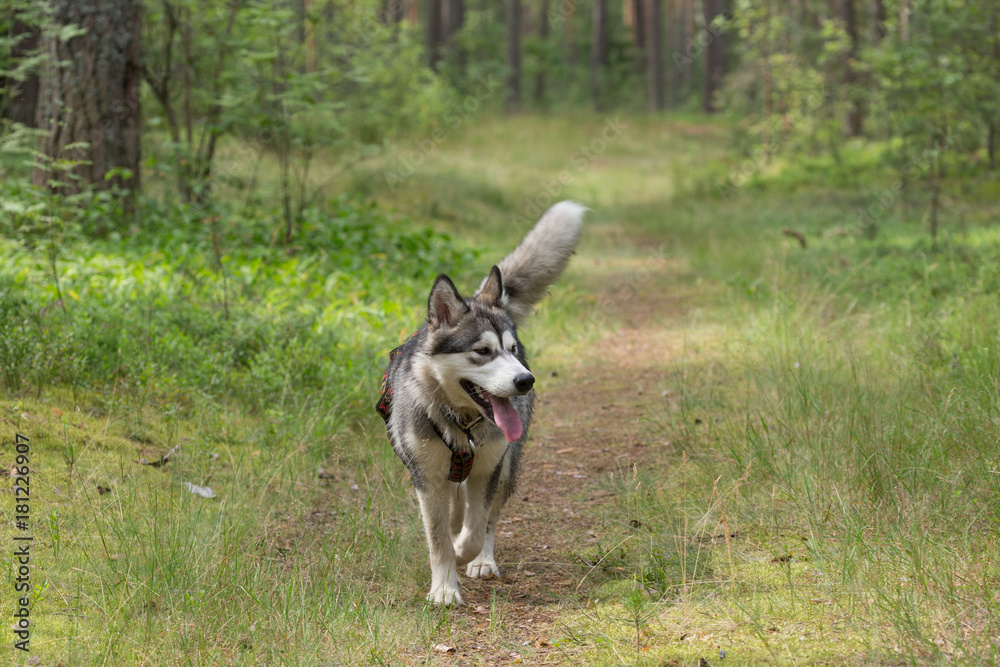 Dog breed alaskan malamute on the walking in a forest