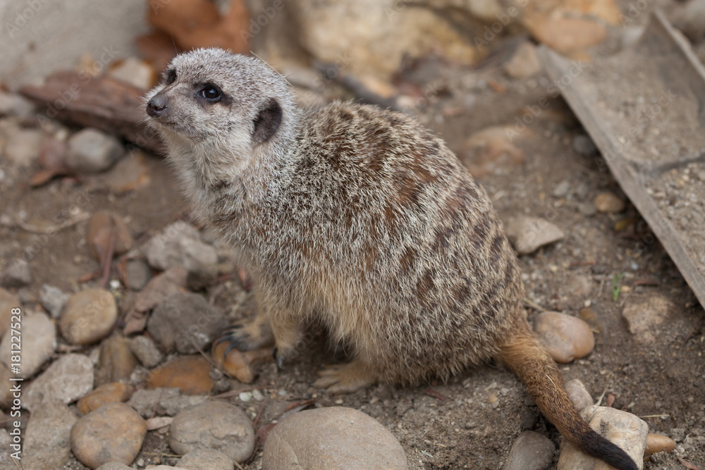 Fototapeta premium Small cute surakat in a zoo
