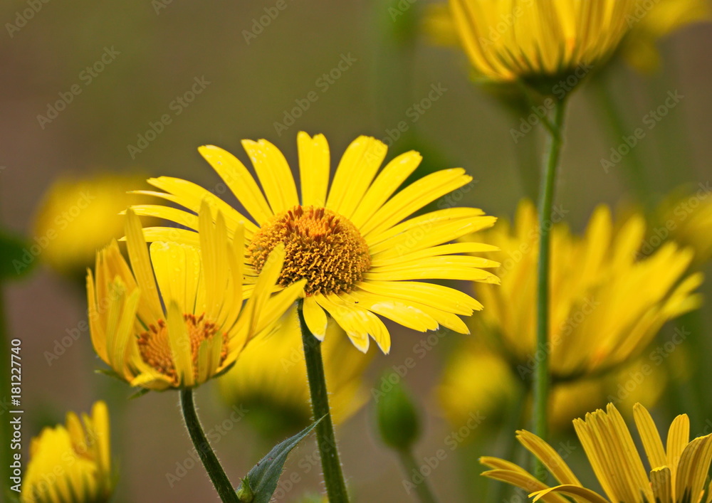 Obraz premium Yellow daisy