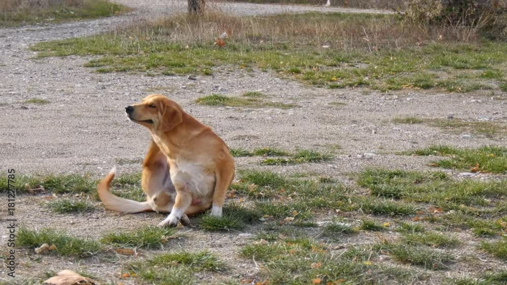 stray dog try to scratching its fur .,fleas on a skin stray dog try to scratching its fur .,fleas on a skin